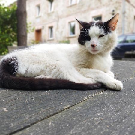 Apartamenty U Golebiewskich Stara Kamienica Extérieur photo